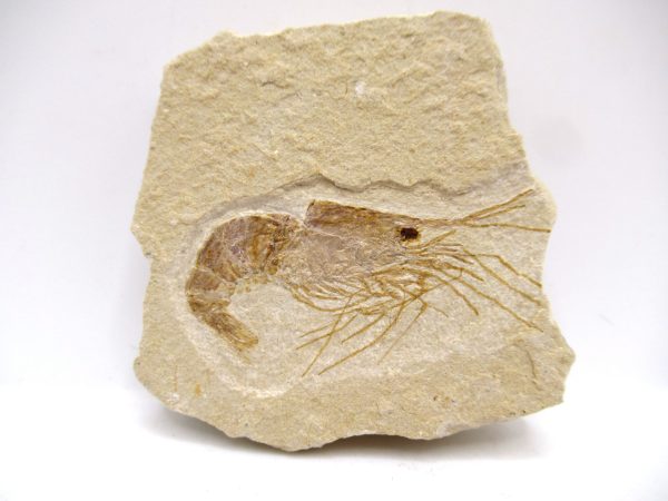 Lebanon Cretaceous Age Carpopenaeus Shrimp For Sale #112