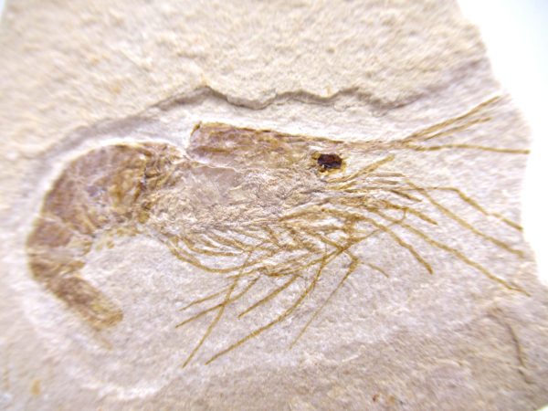 Lebanon Cretaceous Age Carpopenaeus Shrimp For Sale #112a