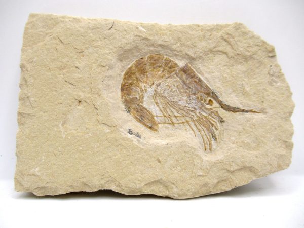 Lebanon Shrimp - Cretaceous #113