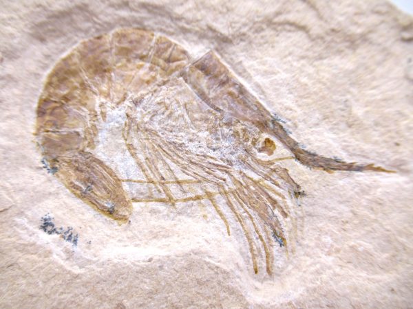 Lebanon Shrimp - Cretaceous #113 - Image 2