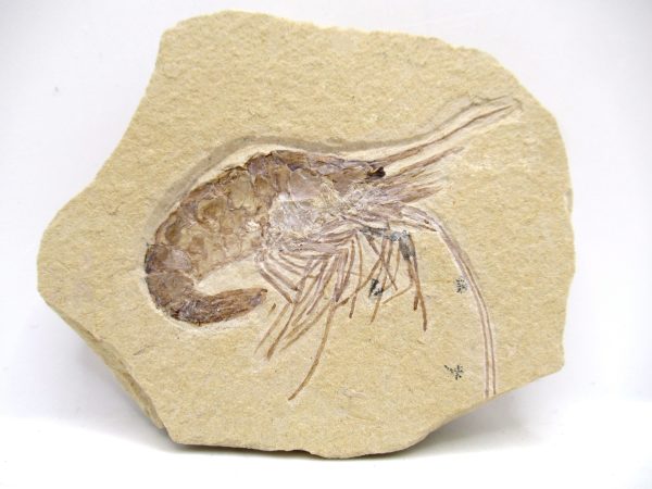 Lebanon Cretaceous Age Carpopenaeus Shrimp For Sale #115