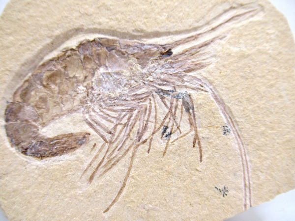 Lebanon Cretaceous Age Carpopenaeus Shrimp For Sale #115a