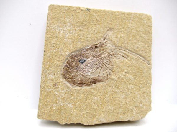 Lebanon Cretaceous Age Carpopenaeus Shrimp For Sale #116