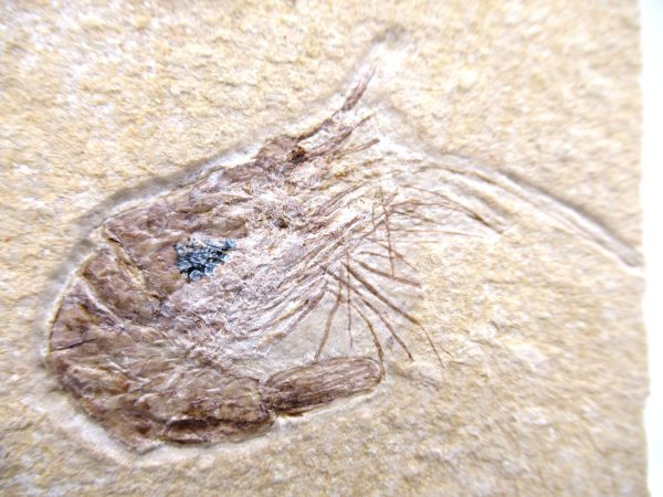 Lebanon Cretaceous Age Carpopenaeus Shrimp For Sale #116a