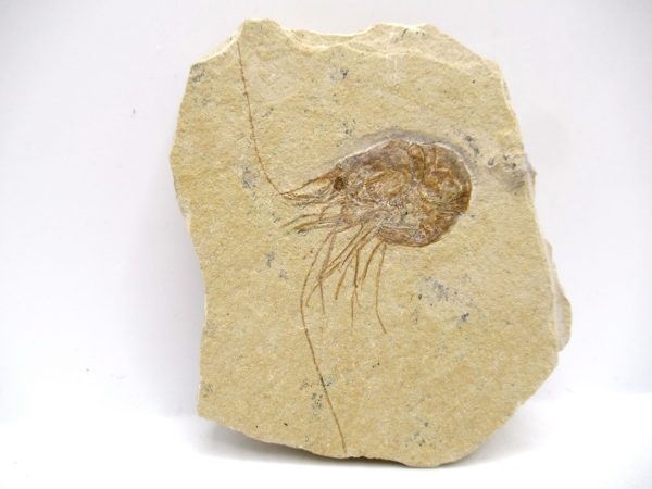 Lebanon Cretaceous Age Carpopenaeus Shrimp For Sale #117