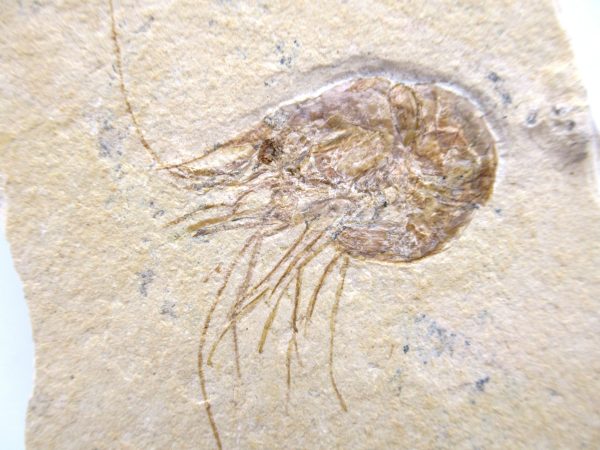 Lebanon Cretaceous Age Carpopenaeus Shrimp For Sale #117a