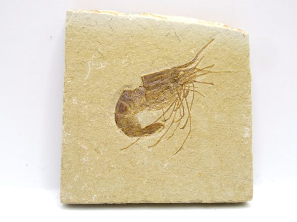 Lebanon Cretaceous Age Carpopenaeus Shrimp For Sale #120