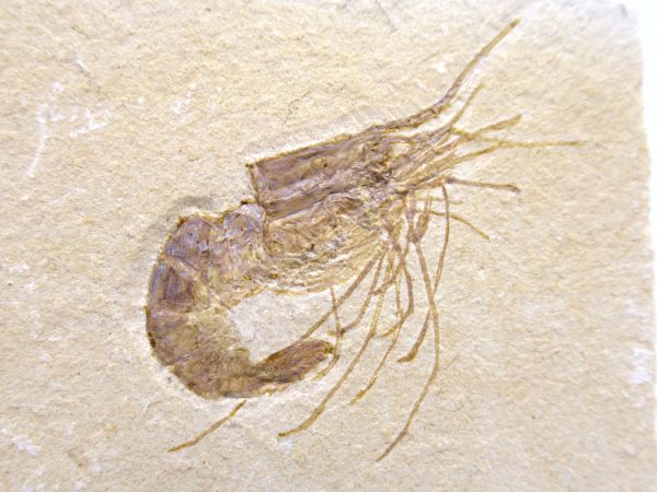 Lebanon Cretaceous Age Carpopenaeus Shrimp For Sale #120a