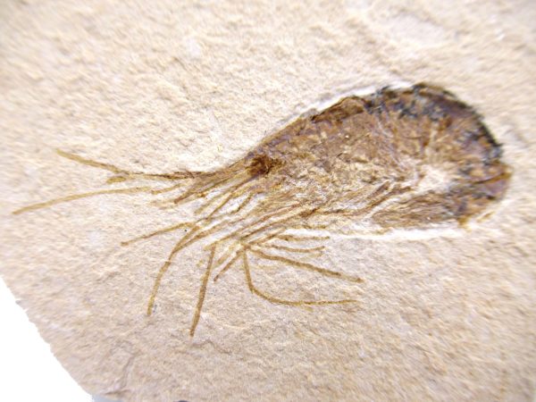 Lebanon Cretaceous Age Carpopenaeus Shrimp For Sale #91a