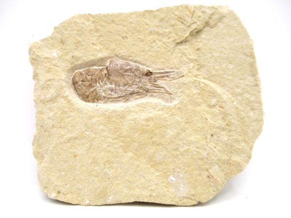 Lebanon Cretaceous Age Carpopenaeus Shrimp For Sale #92