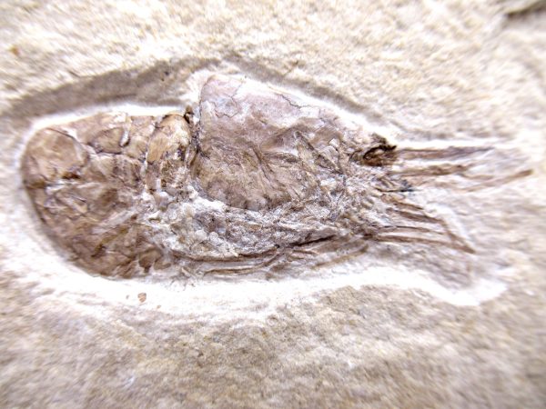 Lebanon Cretaceous Age Carpopenaeus Shrimp For Sale #92a