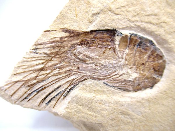 Lebanon Cretaceous Age Carpopenaeus Shrimp For Sale #94a