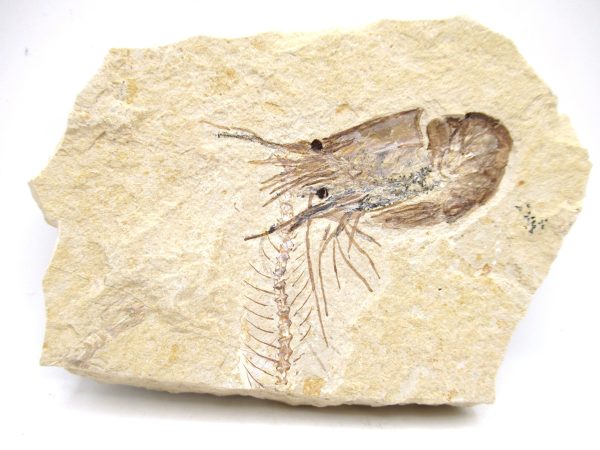 Lebanon Cretaceous Age Carpopenaeus Shrimp For Sale #95