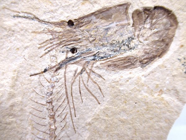 Lebanon Cretaceous Age Carpopenaeus Shrimp For Sale #95a