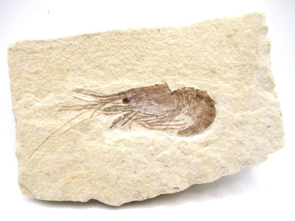 Lebanon Cretaceous Age Carpopenaeus Shrimp For Sale #96