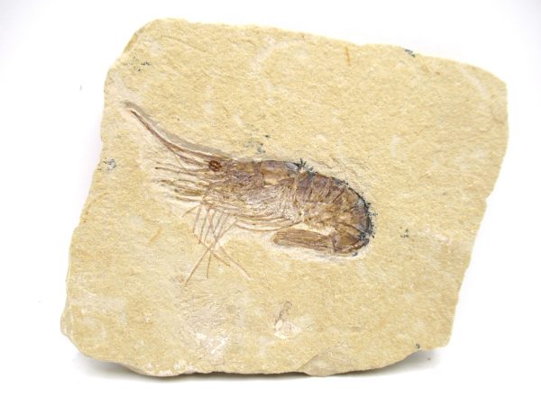 Lebanon Cretaceous Age Carpopenaeus Shrimp For Sale #97