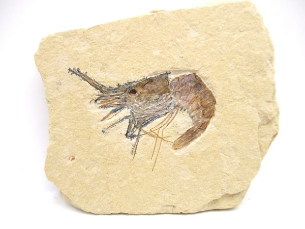 Lebanon Cretaceous Age Carpopenaeus Shrimp For Sale #98