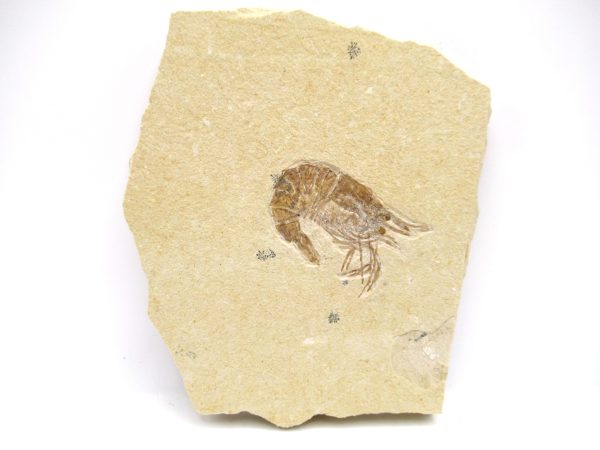 Lebanon Cretaceous Age Carpopenaeus Shrimp For Sale #99