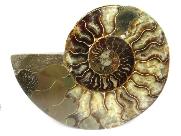 General Cretaceous Age Cleoniceras Ammonite Half Fossil From Madagascar For Sale #10