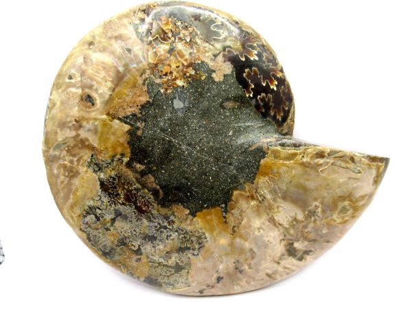 General Cretaceous Age Cleoniceras Ammonite Half Fossil From Madagascar For Sale #10a