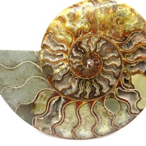 General Cretaceous Age Cleoniceras Ammonite Half Fossil From Madagascar For Sale #11