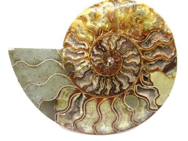 General Cretaceous Age Cleoniceras Ammonite Half Fossil From Madagascar For Sale #11