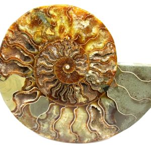 General Cretaceous Age Cleoniceras Ammonite Half Fossil From Madagascar For Sale #12