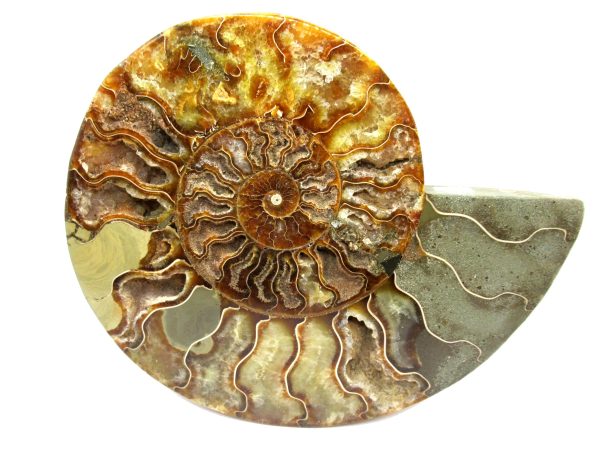 General Cretaceous Age Cleoniceras Ammonite Half Fossil From Madagascar For Sale #12