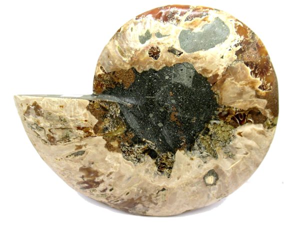 General Cretaceous Age Cleoniceras Ammonite Half Fossil From Madagascar For Sale #12a