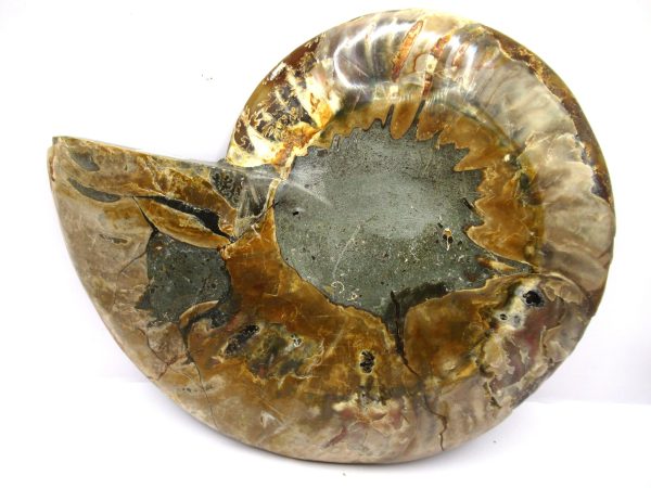 General Cretaceous Age Cleoniceras Ammonite Half Fossil From Madagascar For Sale #1a