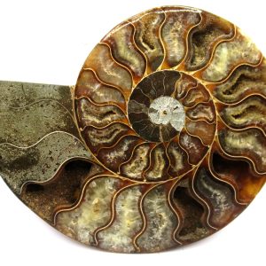 General Cretaceous Age Cleoniceras Ammonite Half Fossil From Madagascar For Sale #2