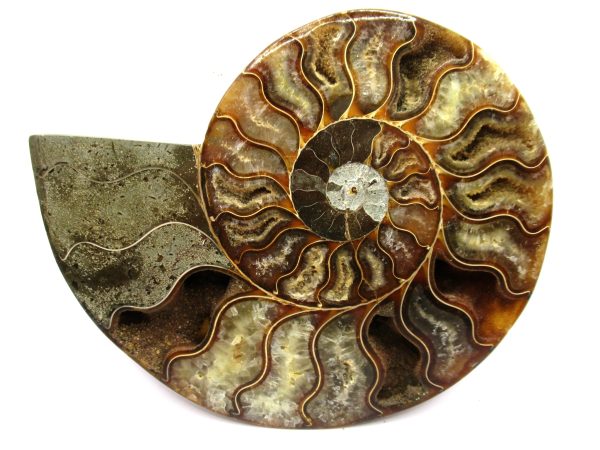 General Cretaceous Age Cleoniceras Ammonite Half Fossil From Madagascar For Sale #2