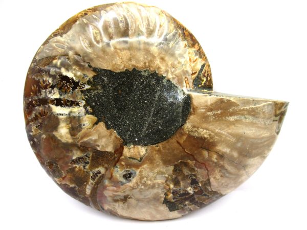 General Cretaceous Age Cleoniceras Ammonite Half Fossil From Madagascar For Sale #2a