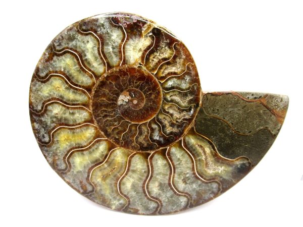 General Cretaceous Age Cleoniceras Ammonite Half Fossil From Madagascar For Sale #3