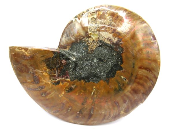 General Cretaceous Age Cleoniceras Ammonite Half Fossil From Madagascar For Sale #3a