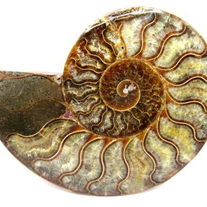 General Cretaceous Age Cleoniceras Ammonite Half Fossil From Madagascar For Sale #4