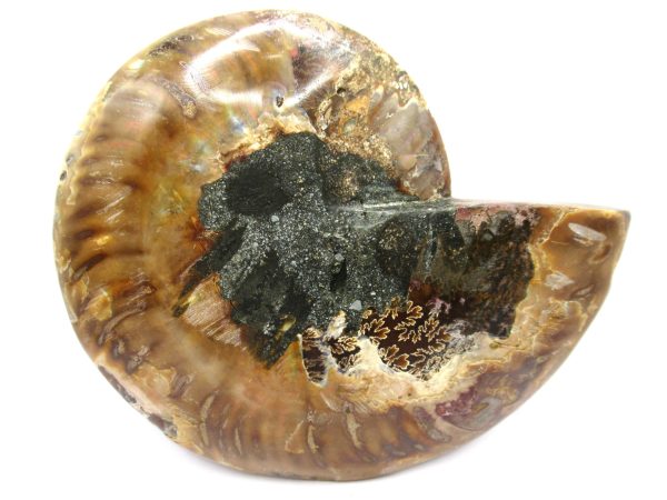 General Cretaceous Age Cleoniceras Ammonite Half Fossil From Madagascar For Sale #4a