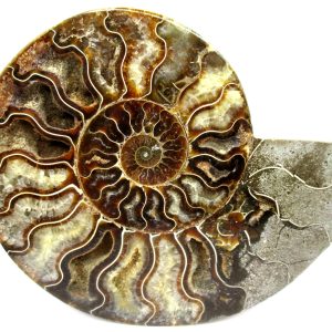 General Cretaceous Age Cleoniceras Ammonite Half Fossil From Madagascar For Sale #5