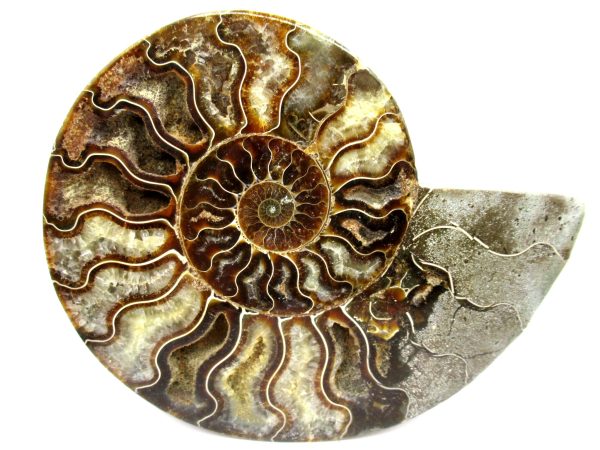 General Cretaceous Age Cleoniceras Ammonite Half Fossil From Madagascar For Sale #5