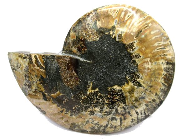 General Cretaceous Age Cleoniceras Ammonite Half Fossil From Madagascar For Sale #5a