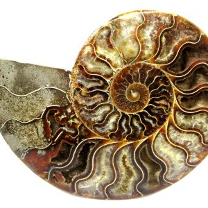 General Cretaceous Age Cleoniceras Ammonite Half Fossil From Madagascar For Sale #6