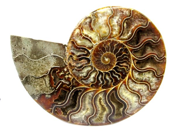 General Cretaceous Age Cleoniceras Ammonite Half Fossil From Madagascar For Sale #6