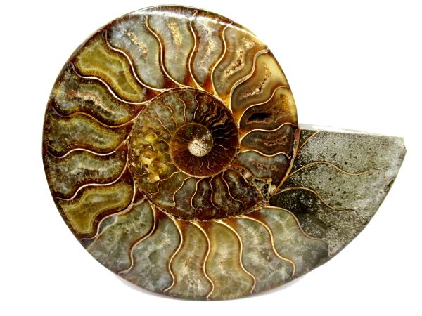 General Cretaceous Age Cleoniceras Ammonite Half Fossil From Madagascar For Sale #7