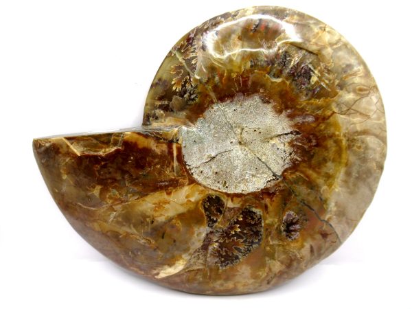 General Cretaceous Age Cleoniceras Ammonite Half Fossil From Madagascar For Sale #7a