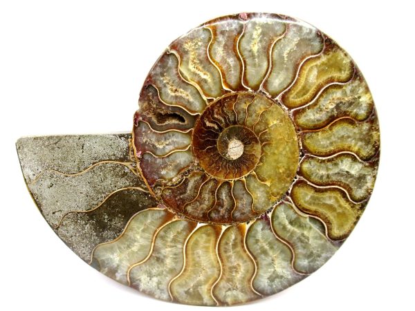 General Cretaceous Age Cleoniceras Ammonite Half Fossil From Madagascar For Sale #8