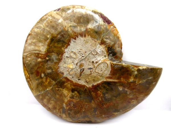 General Cretaceous Age Cleoniceras Ammonite Half Fossil From Madagascar For Sale #8a