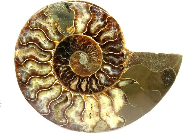 General Cretaceous Age Cleoniceras Ammonite Half Fossil From Madagascar For Sale #9