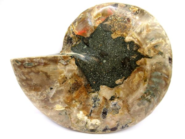 General Cretaceous Age Cleoniceras Ammonite Half Fossil From Madagascar For Sale #9a