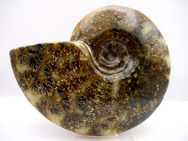 General Cretaceous Age Cleoniceras Whole Ammonite Fossils From Madagascar For Sale #100