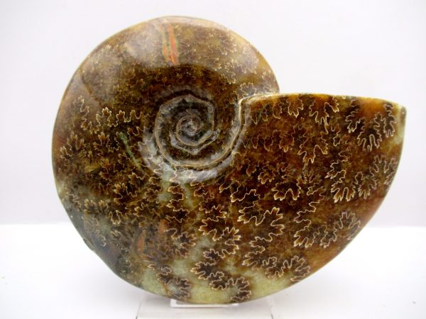 General Cretaceous Age Cleoniceras Whole Ammonite Fossils From Madagascar For Sale #100a